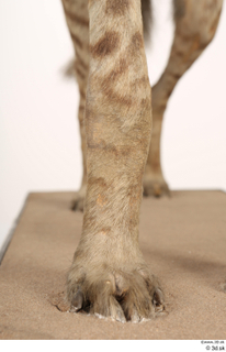 Striped Hyena Hyaena hyaena leg 0021.jpg